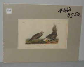 Audubon print Cock of The Plains
