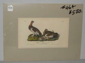 Audubon print Willow Ptarmigan