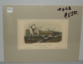 Audubon print Tell-Tale Godwit