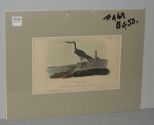 Audubon print Greenshank Tatler