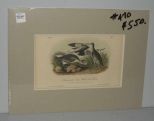 Audubon print Semipalmated Snipe