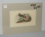 Audubon print Great Marbled Godwit