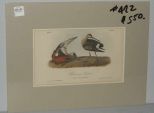 Audubon print Hudsonian Godwit