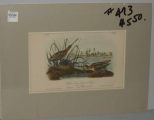 Audubon print Wilson's Snipe