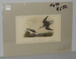 Audubon print Wilson's Phalarope