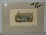 Audubon print Spotted Sandpiper