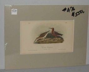 Audubon print Curlew Sandpiper