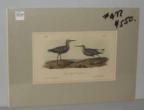 Audubon print Long-Legged Sandpiper