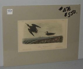 Audubon print Schinz's Sandpiper