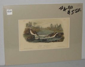 Audubon print Little Sandpiper