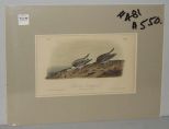 Audubon print Sanderling Sandpiper