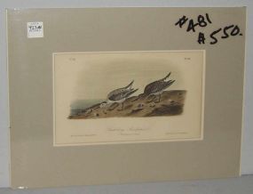 Audubon print Sanderling Sandpiper