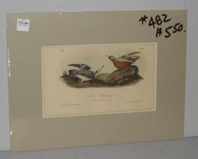 Audubon print Red Phalarope