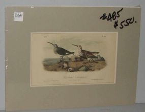 Audubon print Red-Backed Sandpiper