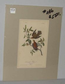 Audubon print Zenaida Dove
