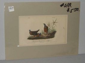 Audubon print Blue Headed Ground Dove