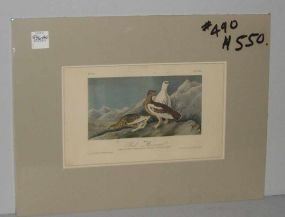 Audubon print Rock Ptarmigan