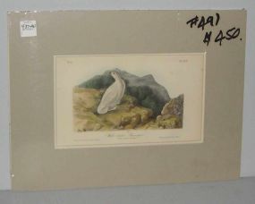 Audubon print White-Tailed Ptarmigan