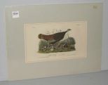 Audubon print Wild Turkey