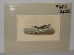 Audubon print American Oyster Catcher