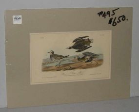 Audubon print American Golden Plover