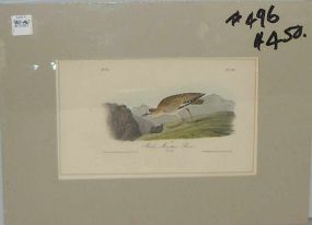 Audubon print Rocky Mountain Plover