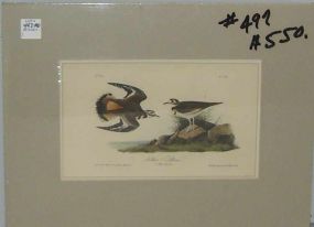 Audubon print Kildeer Plover