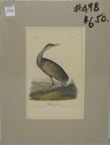 Audubon print Whooping Crane - Young