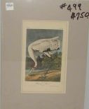 Audubon print Whooping Crane - Adult-Male