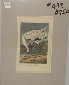 Audubon print Whooping Crane - Adult-Male