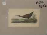 Audubon print Scolopaleous Courlan