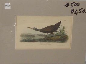 Audubon print Scolopaleous Courlan