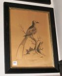 Ebonized Frame with Hand Painted Bird Prints