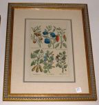 Gilt Framed Triple Matted Botanical Print