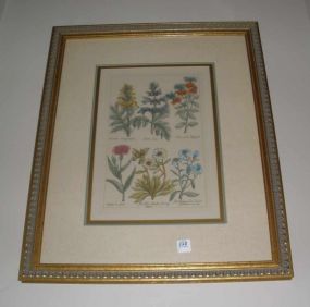 Gilt Framed Triple Matted Botanical Print