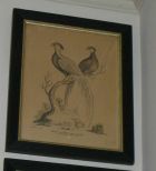 Ebonized Frame Hand Painted Bird Print