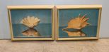Two Shell Prints by Fratello 