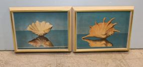 Two Shell Prints by Fratello 