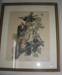 Framed Audubon Print