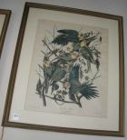 Framed Audubon Print