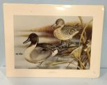 Limited Edition Pintail Print By Jani  