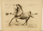Limited Edition Print of Horse by Tina Mackler 