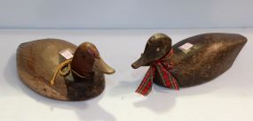 Ackerman Redhead Duck & New York Black Duck