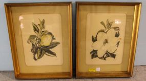 Two Magnolia Prints