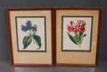 Pair of Framed Floral Prints