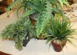 Three Decorative Planters