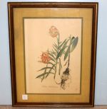 Lilium Chalcedonicum Prints