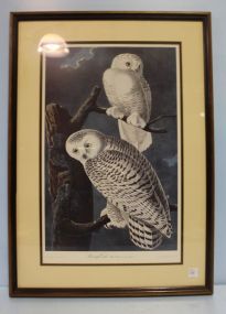 Engraved Havell Print of Owls 