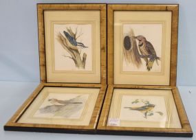 Four Vintage Bird Prints