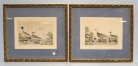 Pair Hand Colored Lithographs of Birds